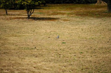 Parktaki kuru çimlerin üzerinde küçük bir kuş. Seçici odak ve küçük alan derinliği 