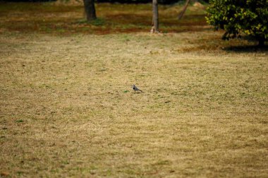 Parktaki kuru çimlerin üzerinde küçük bir kuş. Seçici odak ve küçük alan derinliği 