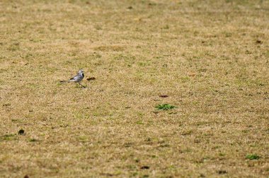 Parktaki kuru çimlerin üzerinde küçük bir kuş. Seçici odak ve küçük alan derinliği 