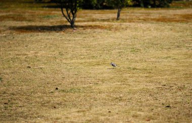 Parktaki kuru çimlerin üzerinde küçük bir kuş. Seçici odak ve küçük alan derinliği 