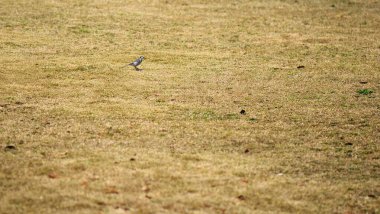 Parktaki kuru çimlerin üzerinde küçük bir kuş. Seçici odak ve küçük alan derinliği 