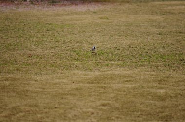 Parktaki kuru çimlerin üzerinde küçük bir kuş. Seçici odak ve küçük alan derinliği 