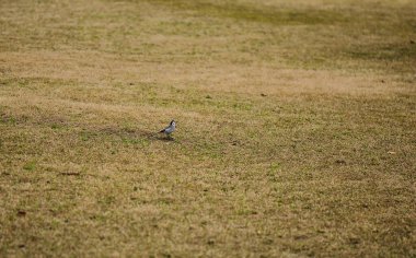 Parktaki kuru çimlerin üzerinde küçük bir kuş. Seçici odak ve küçük alan derinliği 