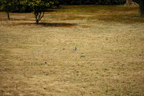 Parktaki kuru çimlerin üzerinde küçük bir kuş. Seçici odak ve küçük alan derinliği 