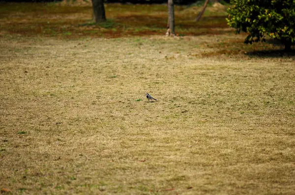 Parktaki kuru çimlerin üzerinde küçük bir kuş. Seçici odak ve küçük alan derinliği 