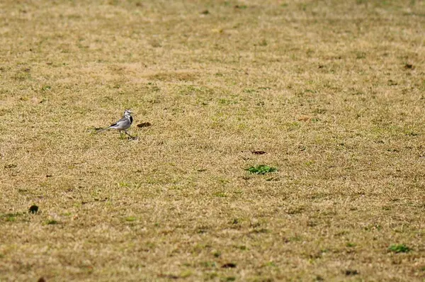 Parktaki kuru çimlerin üzerinde küçük bir kuş. Seçici odak ve küçük alan derinliği 