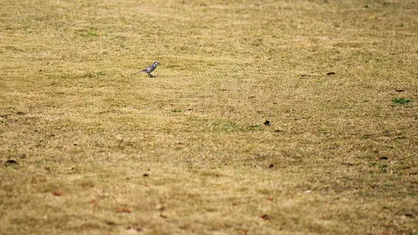 Parktaki kuru çimlerin üzerinde küçük bir kuş. Seçici odak ve küçük alan derinliği 
