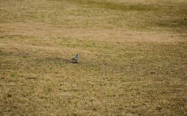 Parktaki kuru çimlerin üzerinde küçük bir kuş. Seçici odak ve küçük alan derinliği 