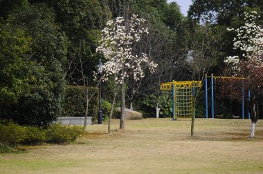 Manolya ağacı Çin 'in Şangay şehrindeki Central Park' ta çiçek açıyor.