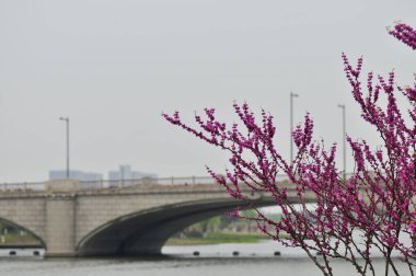Köprünün ve denizin arka planında pembe çiçekli bir dal.