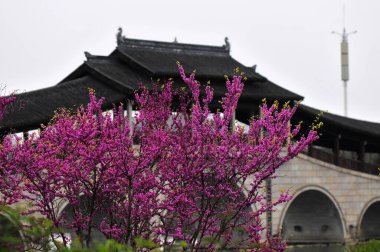 Baharda pembe çalı çiçekleri olan Çin bahçesi, fotoğrafın yakın çekimi.