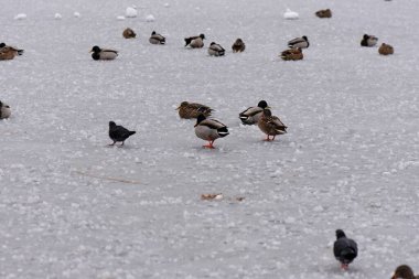Donmuş göl ve kuşların olduğu kış manzarası, sazlıklar kırağı kaplamış, sisli hava
