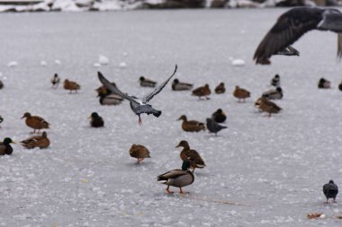 Donmuş göl ve kuşların olduğu kış manzarası, sazlıklar kırağı kaplamış, sisli hava