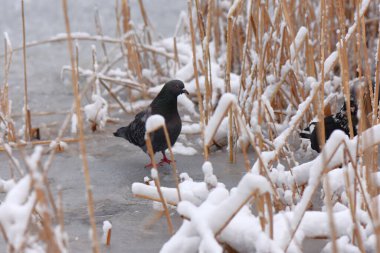 Buzdaki güvercin, yakın plan.