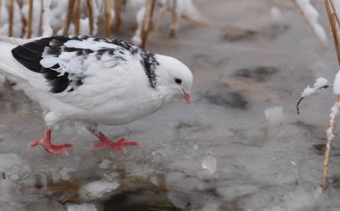 Donmuş göl ve kuşların olduğu kış manzarası, sazlıklar kırağı kaplamış, sisli hava