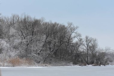 Kış sisli bir günde donmuş gölde karla kaplı ağaçlar. 