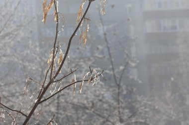 Kış sisli bir günde donmuş gölde karla kaplı ağaçlar. 