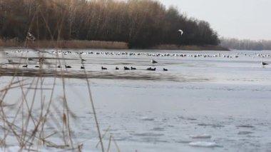 Ördekler ve martılar donmuş gölde yüzüyor, ufukta orman var. 