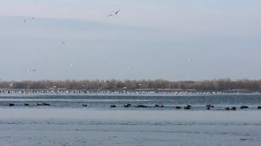 Ördekler ve martılar donmuş gölde yüzüyor, ufukta orman var. 