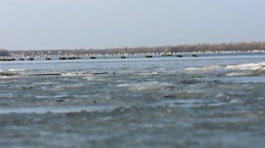Ördekler ve martılar donmuş gölde yüzüyor, ufukta orman var. 