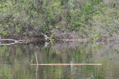 Siyah başlı balıkçıl, suyun üstündeki kuru bir ağaçta oturur.