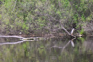 Siyah başlı balıkçıl, suyun üstündeki kuru bir ağaçta oturur.