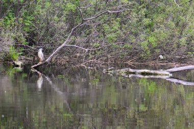 Siyah başlı balıkçıl, suyun üstündeki kuru bir ağaçta oturur.