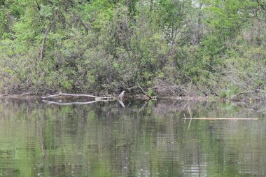 Siyah başlı balıkçıl, suyun üstündeki kuru bir ağaçta oturur.
