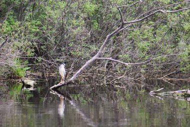 Siyah başlı balıkçıl, suyun üstündeki kuru bir ağaçta oturur.