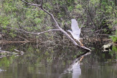 Siyah başlı balıkçıl, suyun üstündeki kuru bir ağaçta oturur.