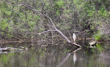 Siyah başlı balıkçıl, suyun üstündeki kuru bir ağaçta oturur.