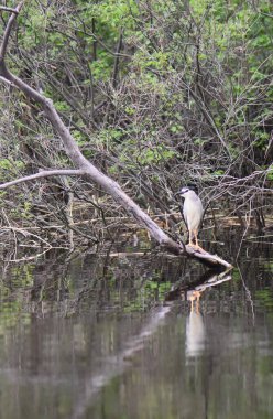 Siyah başlı balıkçıl, suyun üstündeki kuru bir ağaçta oturur.