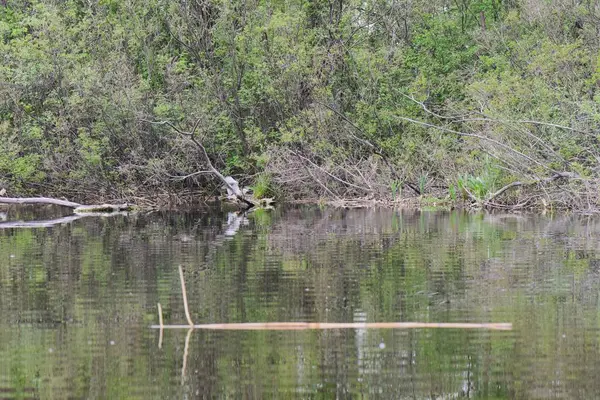 Siyah başlı balıkçıl, suyun üstündeki kuru bir ağaçta oturur.