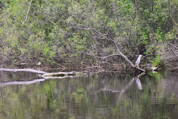 Siyah başlı balıkçıl, suyun üstündeki kuru bir ağaçta oturur.