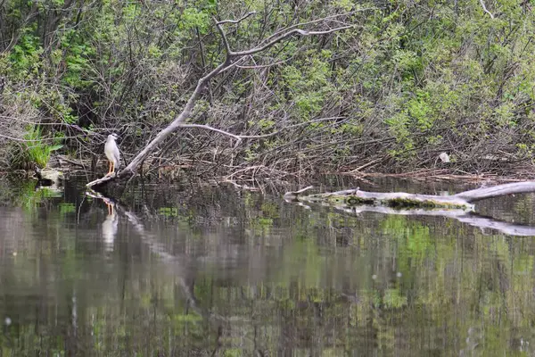 Siyah başlı balıkçıl, suyun üstündeki kuru bir ağaçta oturur.