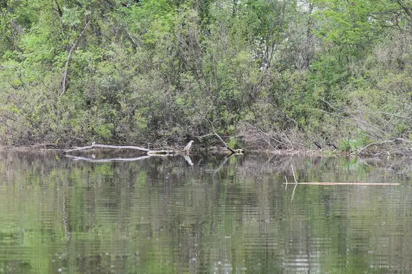 Siyah başlı balıkçıl, suyun üstündeki kuru bir ağaçta oturur.