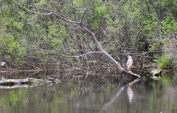 Siyah başlı balıkçıl, suyun üstündeki kuru bir ağaçta oturur.