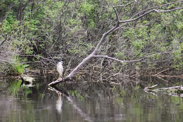 Siyah başlı balıkçıl, suyun üstündeki kuru bir ağaçta oturur.