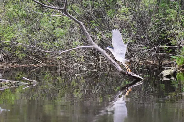 Siyah başlı balıkçıl, suyun üstündeki kuru bir ağaçta oturur.