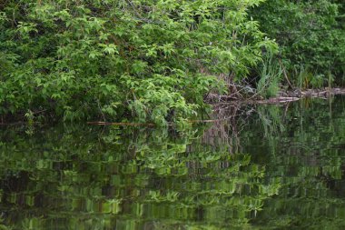 Nisan ayında sudaki yemyeşil ağaç taçlanır.