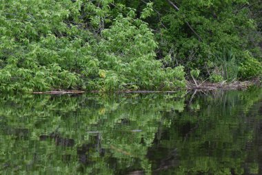 Nisan ayında sudaki yemyeşil ağaç taçlanır.