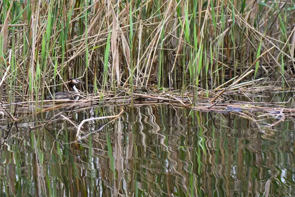 Sazlık çimenlikteki büyük ördek 