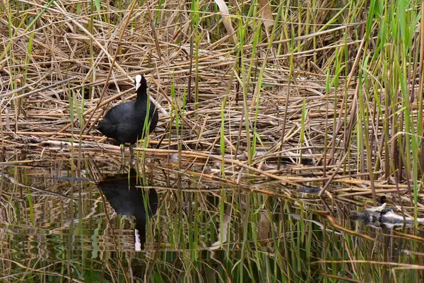Nisan ayında genç sazlıklarda gölde siyah ördek.