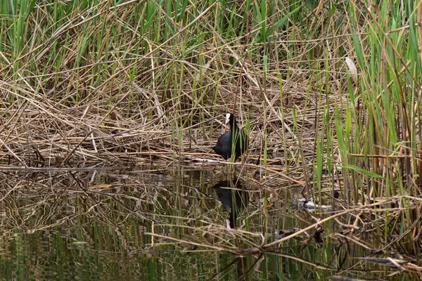 Nisan ayında genç sazlıklarda gölde siyah ördek.