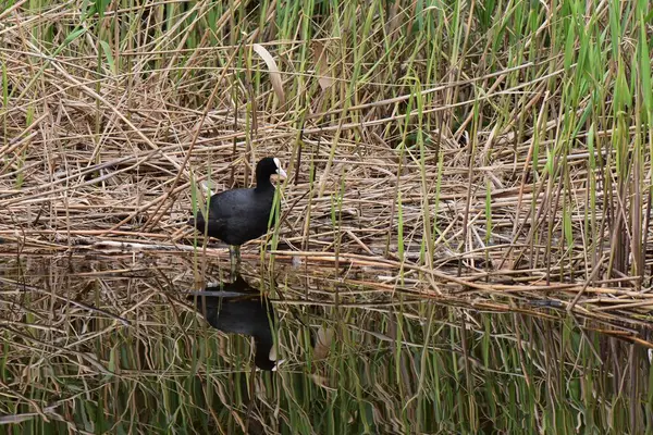 Nisan ayında genç sazlıklarda gölde siyah ördek.