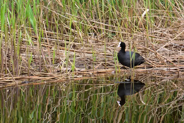 Nisan ayında genç sazlıklarda gölde siyah ördek.