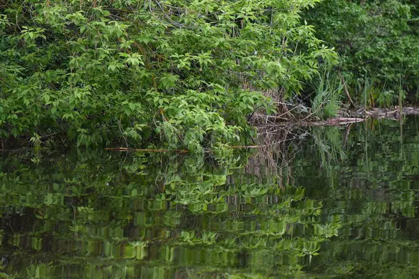 Nisan ayında sudaki yemyeşil ağaç taçlanır.