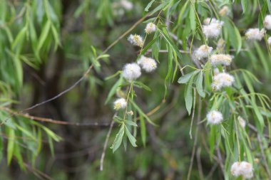 blooming fluffy pussy willow branches in the forest in April month close-up