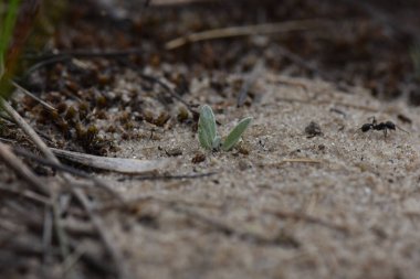 Kumlu zemindeki küçük bitki makro görüntüsü