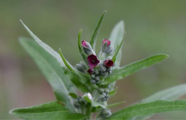 Nisan ayında ormanda çiçek açan küçük mor yabani çiçekler. Yakın plan.